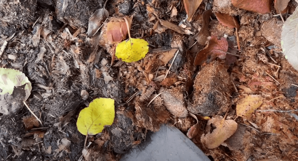 Городники розповіли, як приготувати універсальне добрива безкоштовно