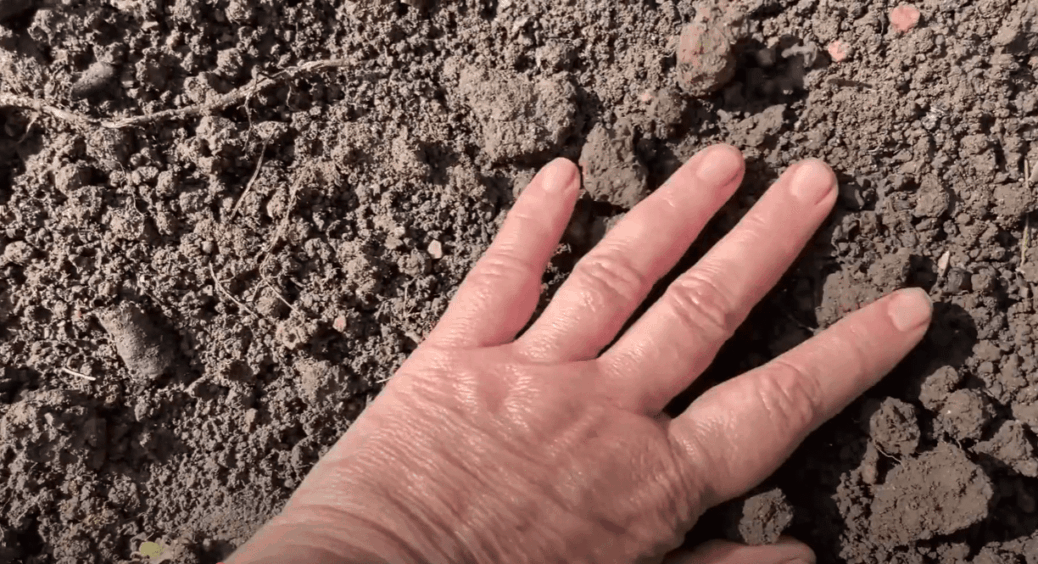 Потужніше золи, дріжджів і гною: цей дешевий засіб замінює мені всі добрива навесні вже 5 років 