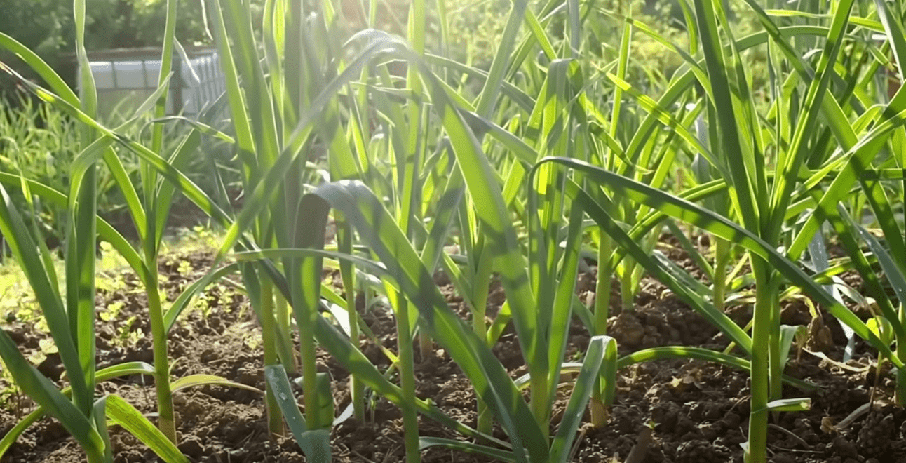 Українські городники назвали найкращі дні для посадки часнику у жовтні і листопаді