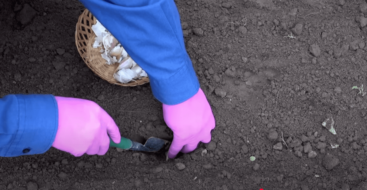 Українські городники назвали найкращі дні для посадки часнику у жовтні і листопаді