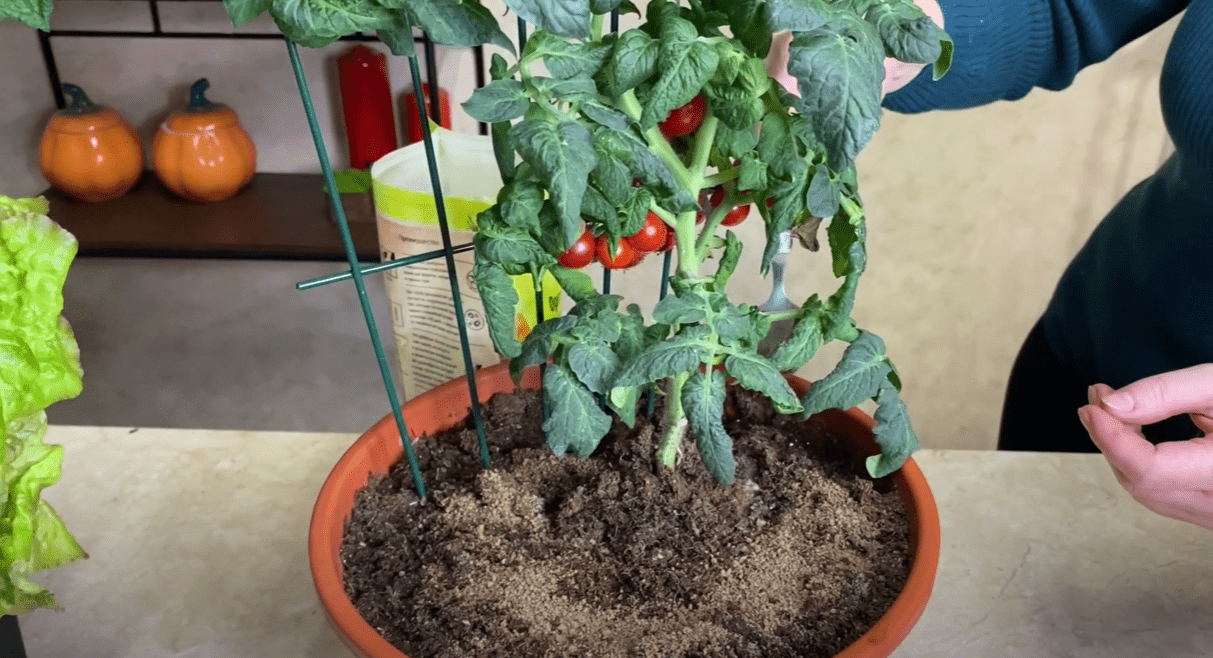Господині назвали найкраще підживлення для вирощування томатів на підвіконні