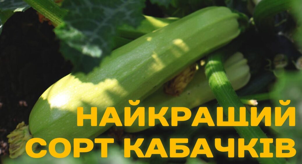 Сорт кабачків “Лише для своїх” – такий добрий, що насіння передається лише по родині 