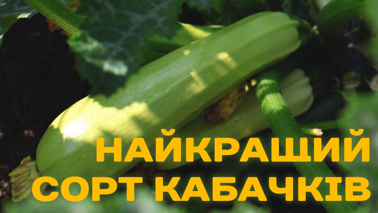 Фермери розповіли про високоврожайний сорт кабачків