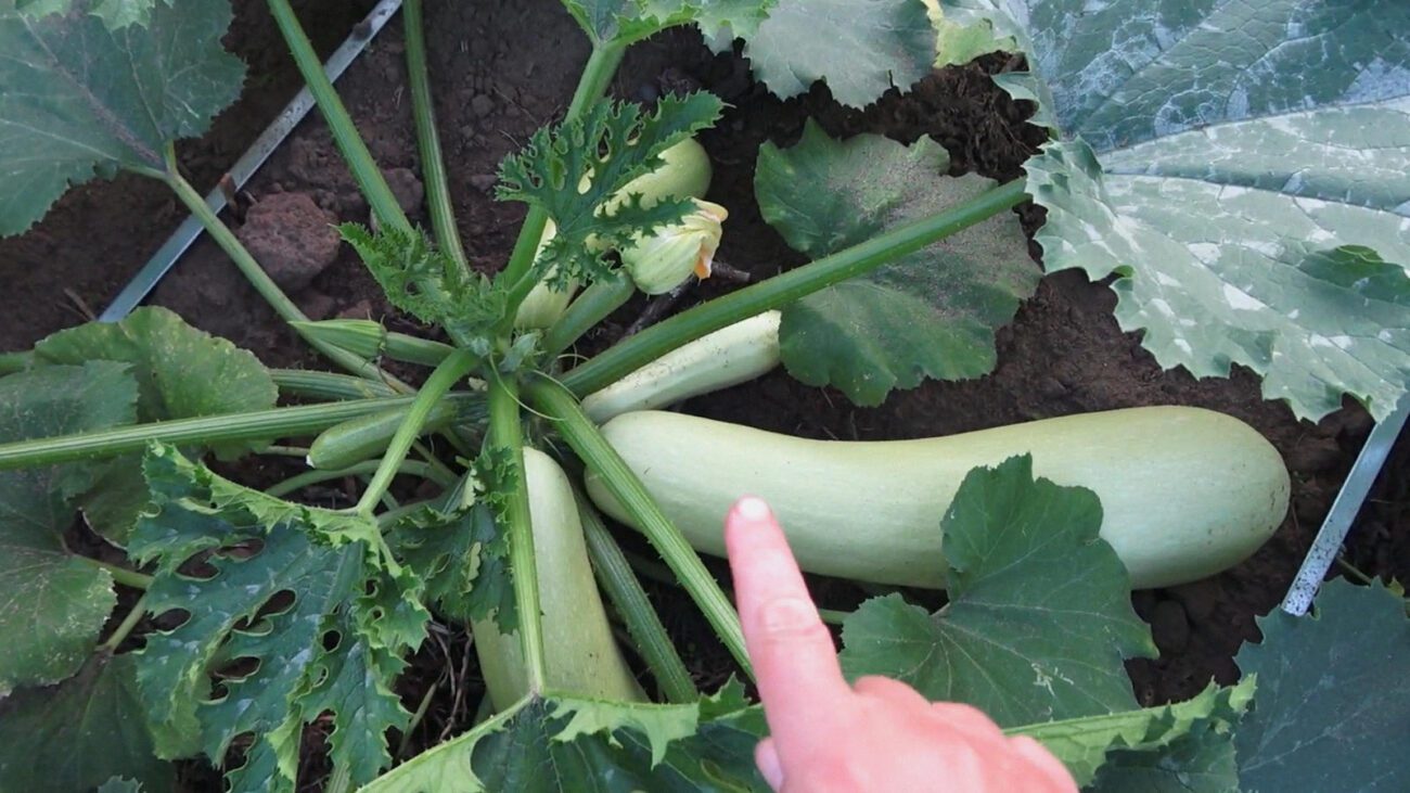 Господиня розповіла, які кабачки підходять для заморожування