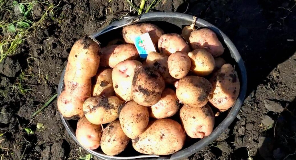 Не “Беллароса” і не “Королева Анна”: який 1 сорт картоплі побив усі рекорди смаку й урожайності 