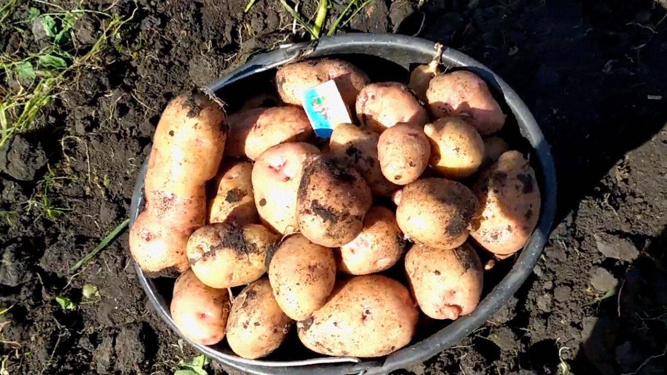 Агрономи назвали 2 найкращі сорти картоплі в Україні