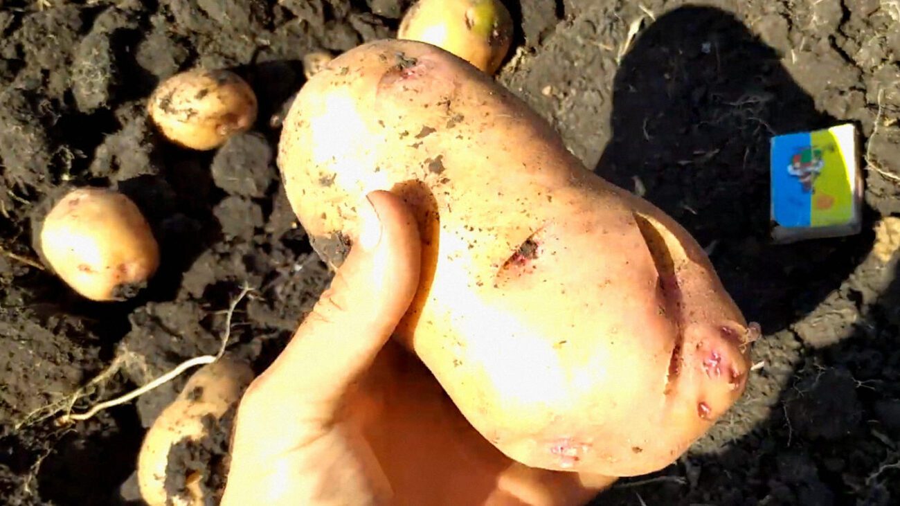 Високоврожайний та витривалий український сорт картоплі Княгиня