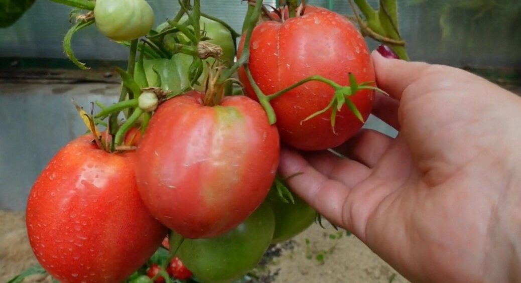 Сорт помідорів, що у 2025 витіснив “Рожевий мед”: чим він кращий за інші – всі ЗА і ПРОТИ 