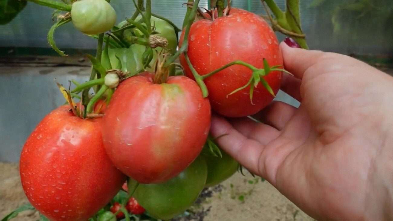 Агрономи розповіли про сорт томатів, який став найпопулярнішим у 2025 році