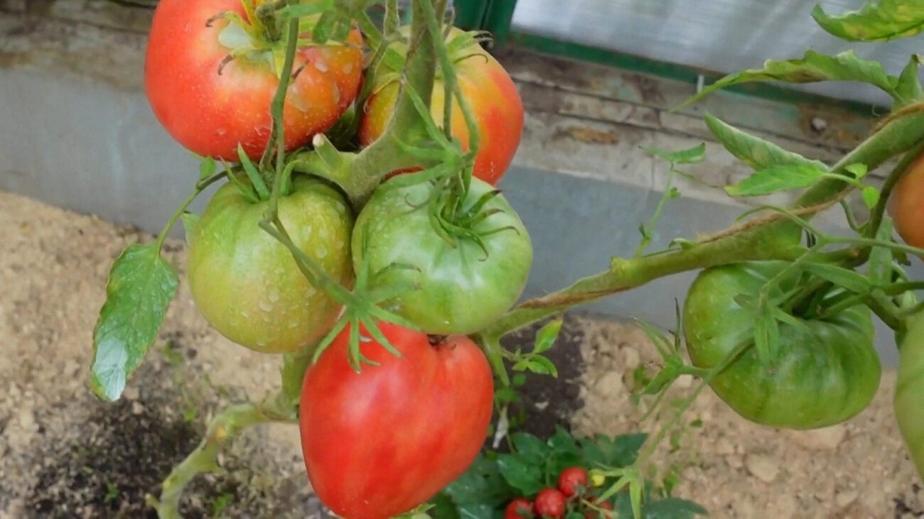 Агроном розповів, що робити, якщо з'явилася вершинна гниль