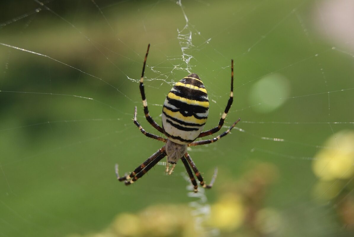В заповіднику Тузлівські лимани помітили павука-осу
