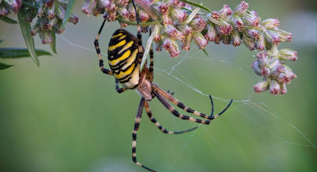 Нашестя павуків-ос на Одещині: користь та небезпека, яку несе на своїх лапках аргіопа 