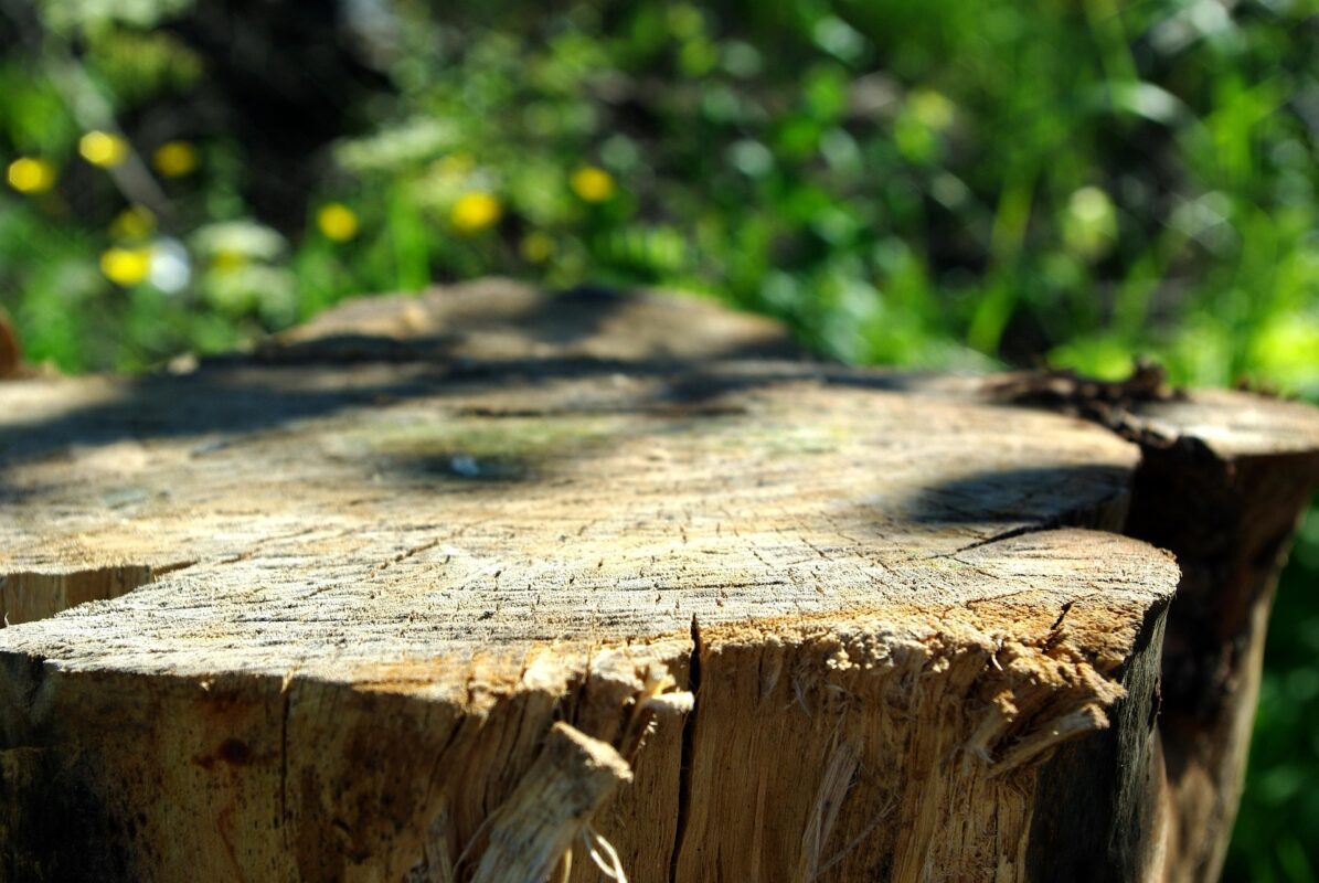 Садівники пояснили, як прибрати пеньок з ділянки всього лише за 5 кроків