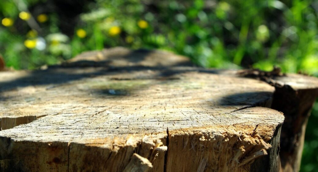 Селітра – минуле століття: як за 5 кроків прибрати пеньок з ділянки, щоб не чекати цілий рік 