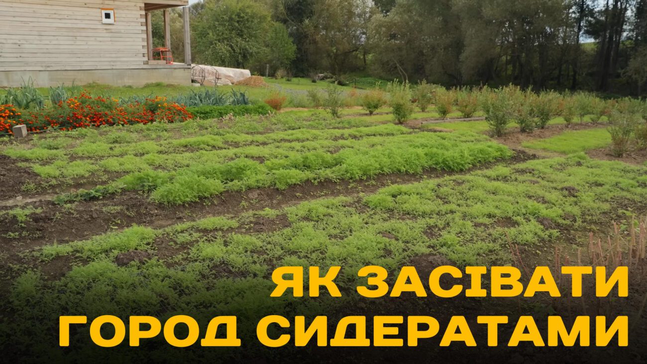 Фермери нагадали 4 правила використання сидератів восени