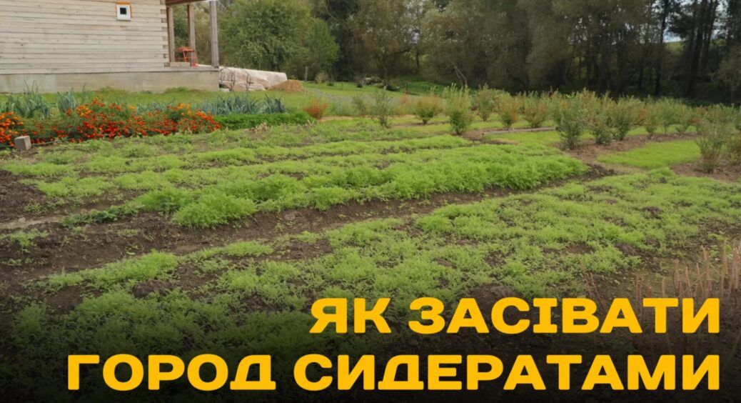 Осінь – час для оздоровлення ґрунту: 4 правила використання сидератів, які я ніколи не порушую 
