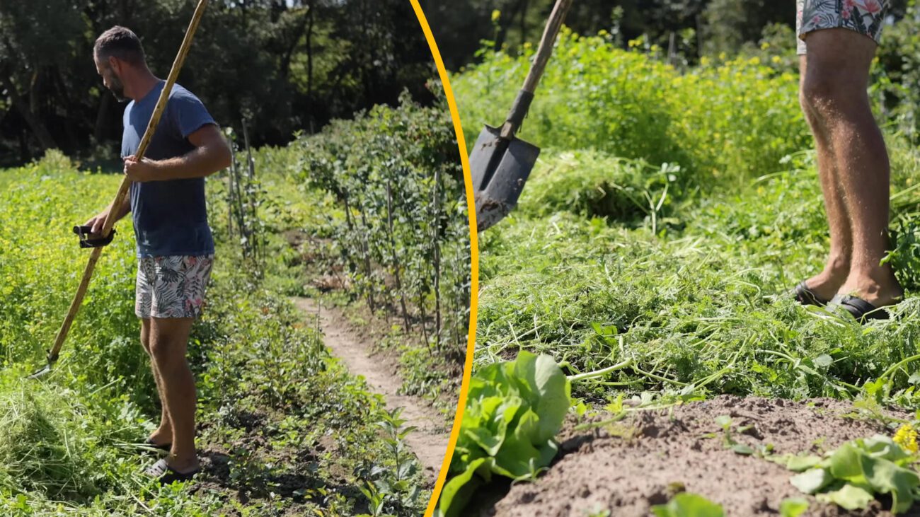 Городники пояснили, як отримати максимум користі від сидератів на грядках