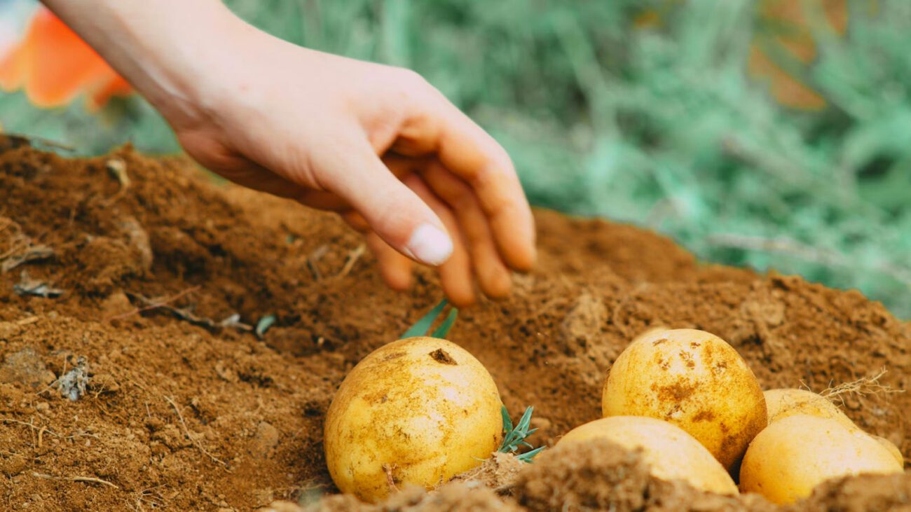 Аграрії порадили 3 сидерати для відновлення ґрунту після збору картоплі