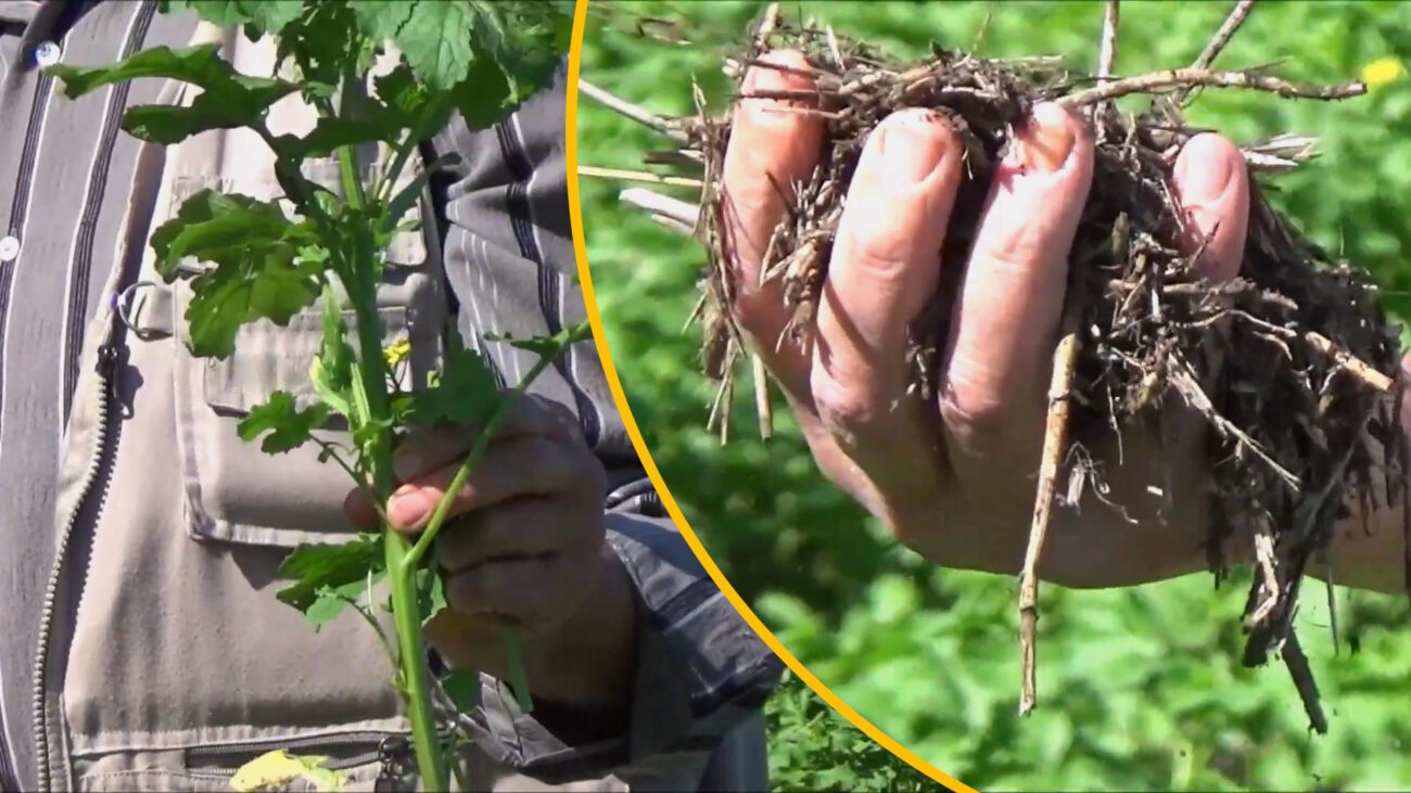 Городники пояснили переваги висівання білої гірчиці після картоплі