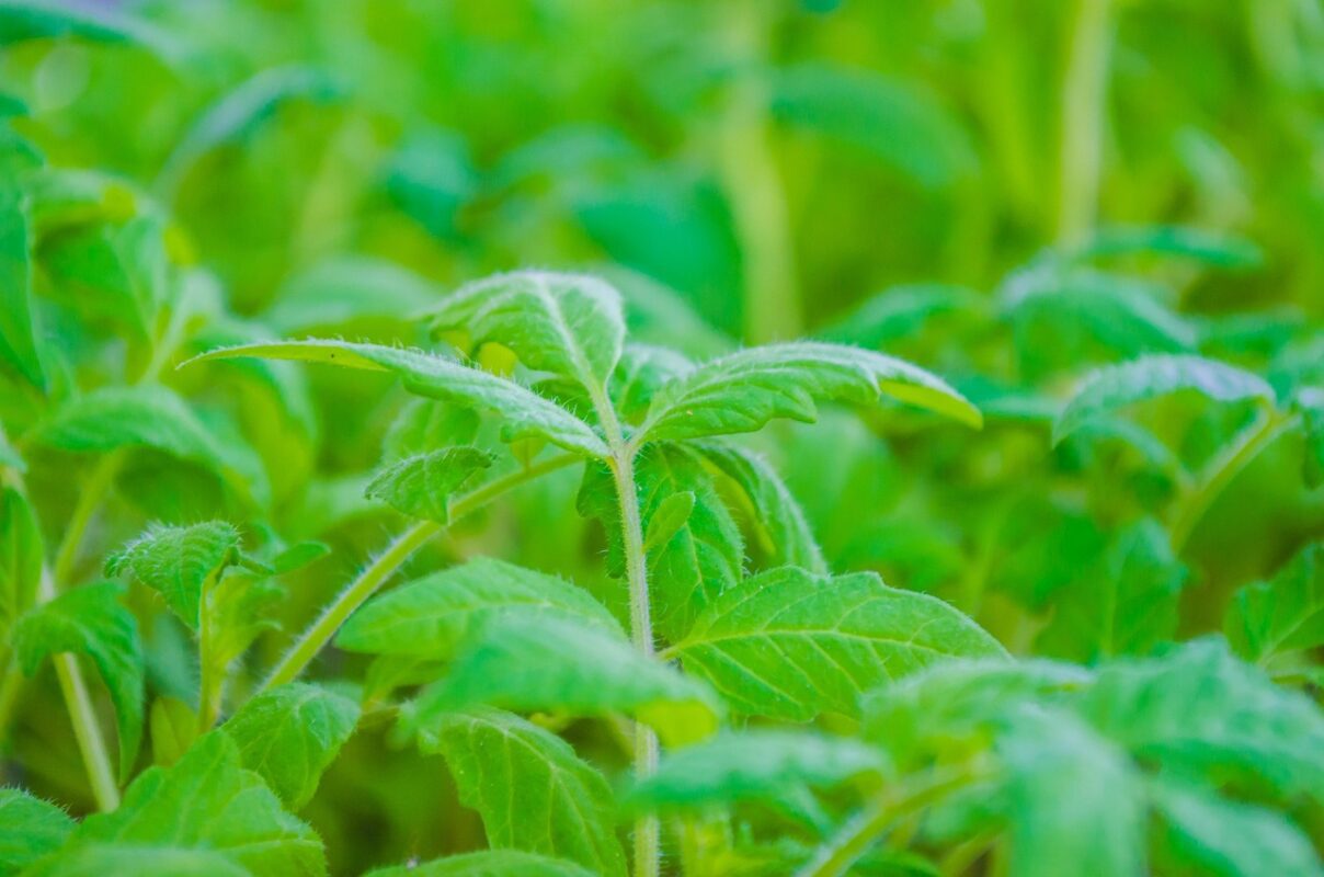 Експерти розповіли, як застосувати бадилля томатів на городі 