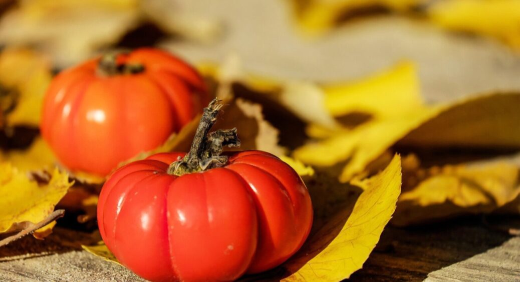 Помідори на городі вже підгнивають: як продовжити їх дозрівання до середини жовтня-2025 