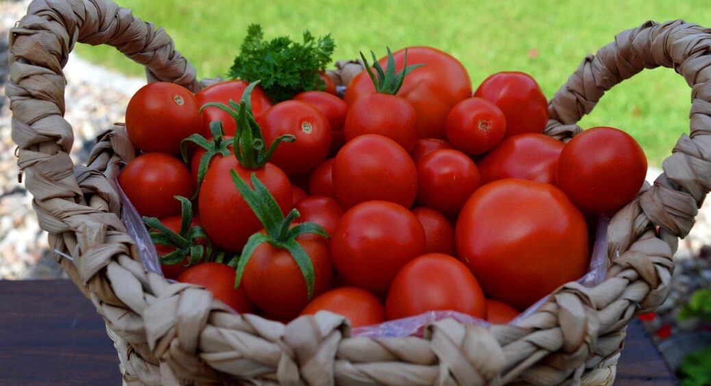Домашні помідори пролежать 4-5 місяців: секрет зберігання томатів без гаража і погреба 