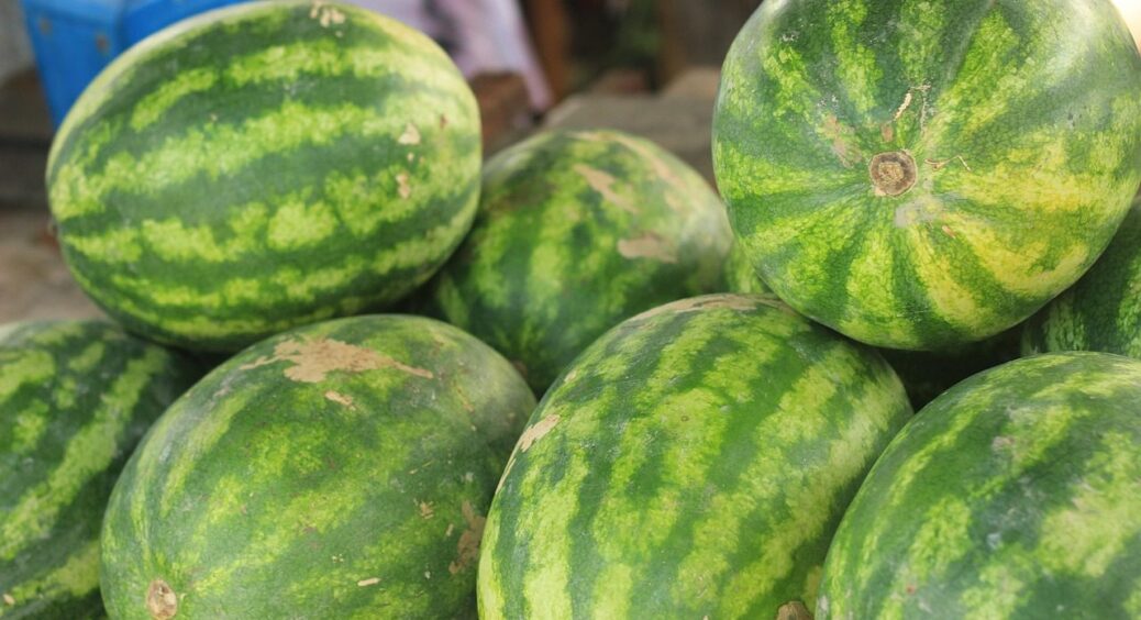 Щоб встигли дозріти до осінніх холодів-2026: коли слід починати вирощувати розсаду кавунів 