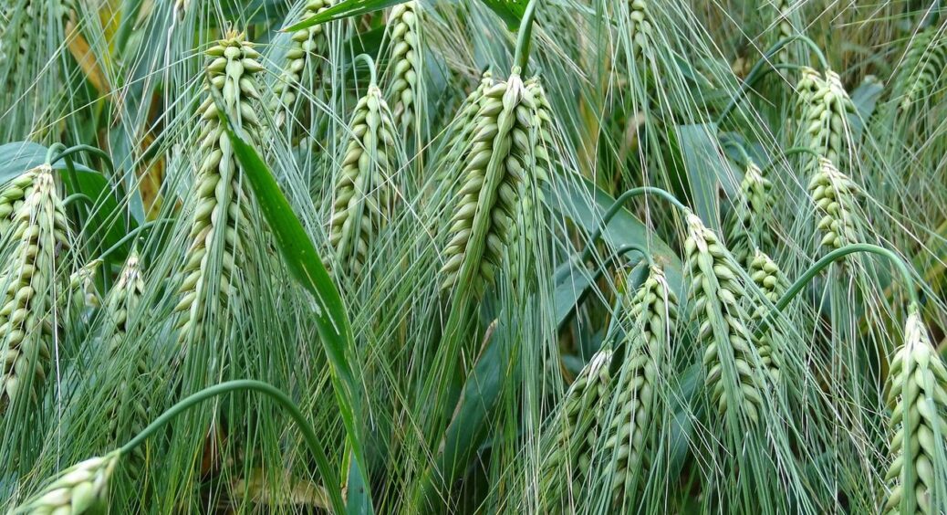 Випроводжую пирій з городу тільки так: 7 агротехнічних прийомів для чистої ділянки 