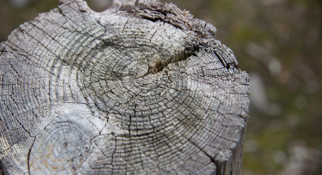 Викорчував величезний пеньок за 8 хвилин: спосіб, про який не напишуть у книгах для дачників 