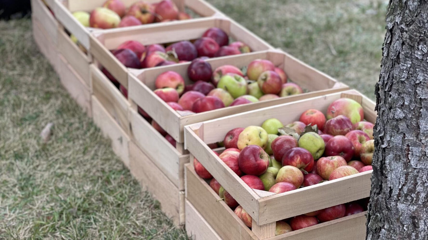 Дачники розповіли, як зберігати врожай яблук протягом місяців у домашніх умовах