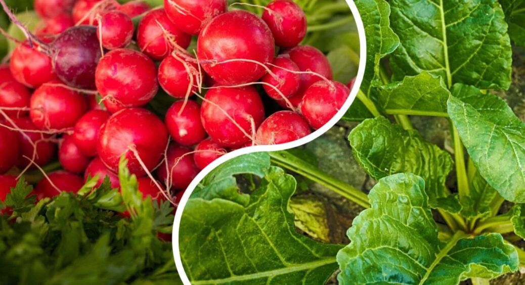 Редиска, кріп, шпинат і петрушка: як почати вирощувати все це навіть у жовтні та листопаді 
