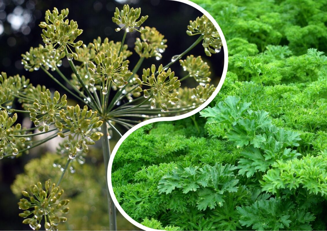 Кулінар розповів, як зберігати зелень правильно