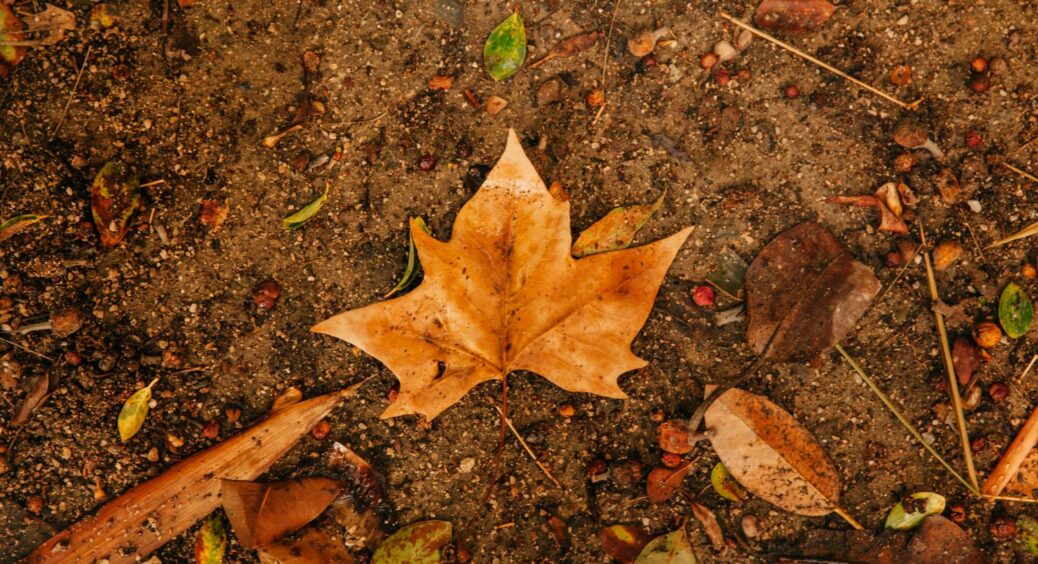 Чим восени обробити грядки від шкідників: 1 дієвий спосіб, що став лідером серед 10-ти інших 