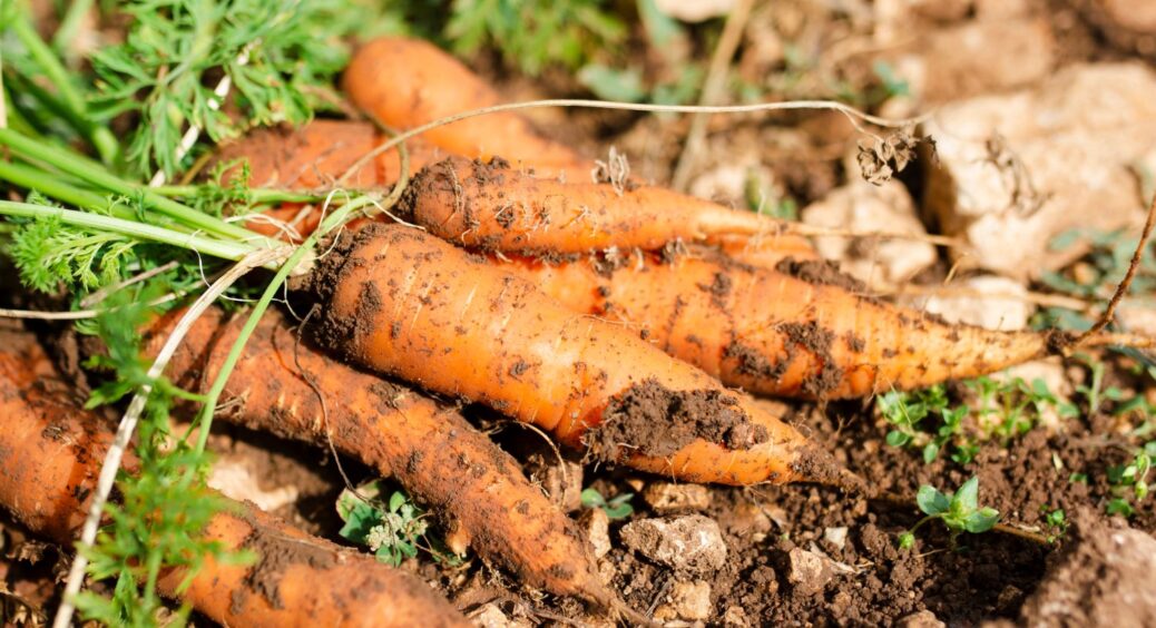Поруч з морквою завжди висаджую це, і бід не знаю: коренеплоди родять по 700 г вагою 