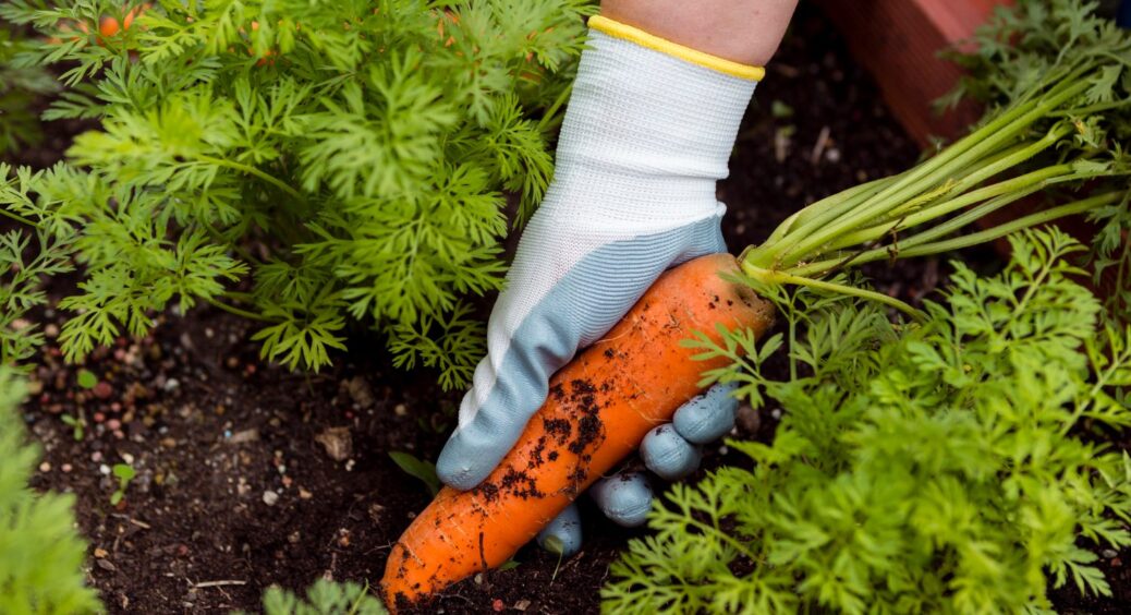 Морква цукрова та соковита — ці 3 сорти хоч у десерт, хоч на сік: жодного разу не пошкодувала 