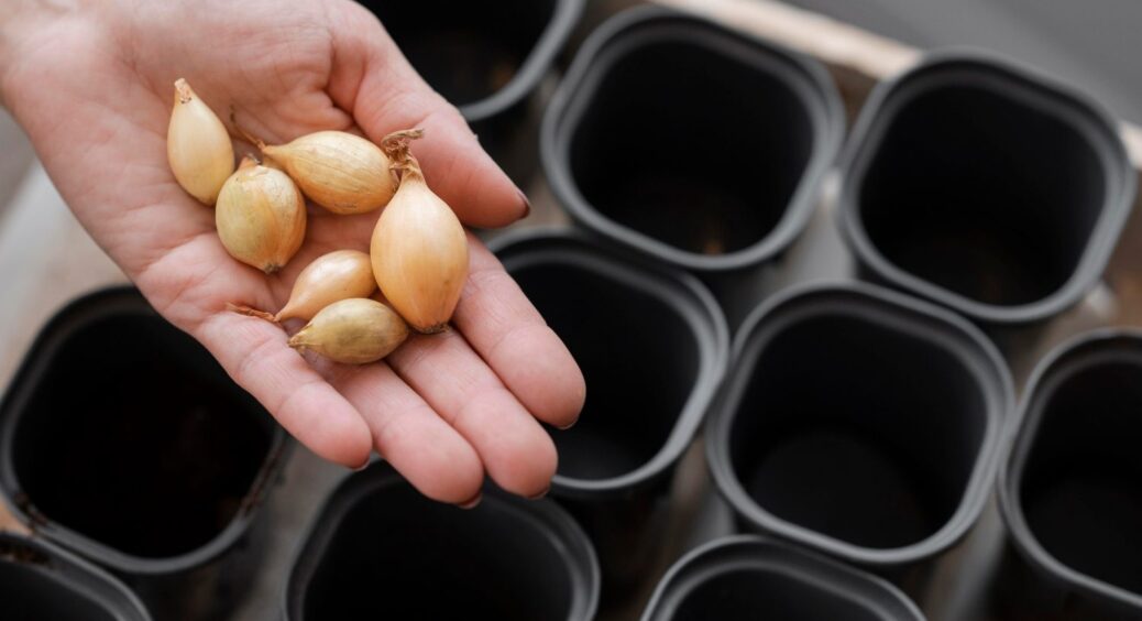 Що брати на озиму цибулю: чорнушку чи сіянку? Агроном розповів 1 секрет – я просто ахнула 