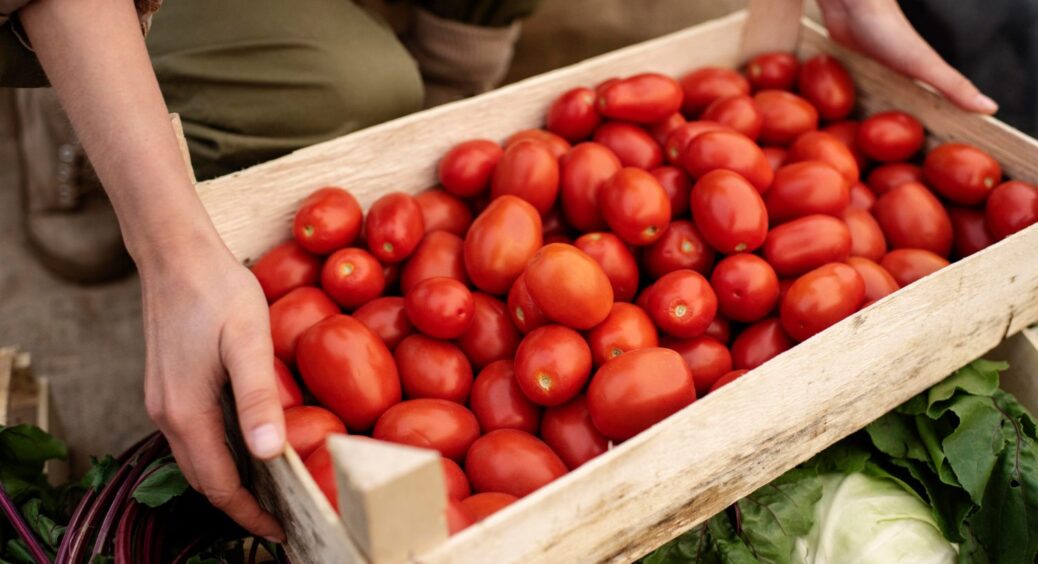 Дозріють вже в червні: ранні сорти томатів з приголомшливою врожайністю — відкриття 2025 року 