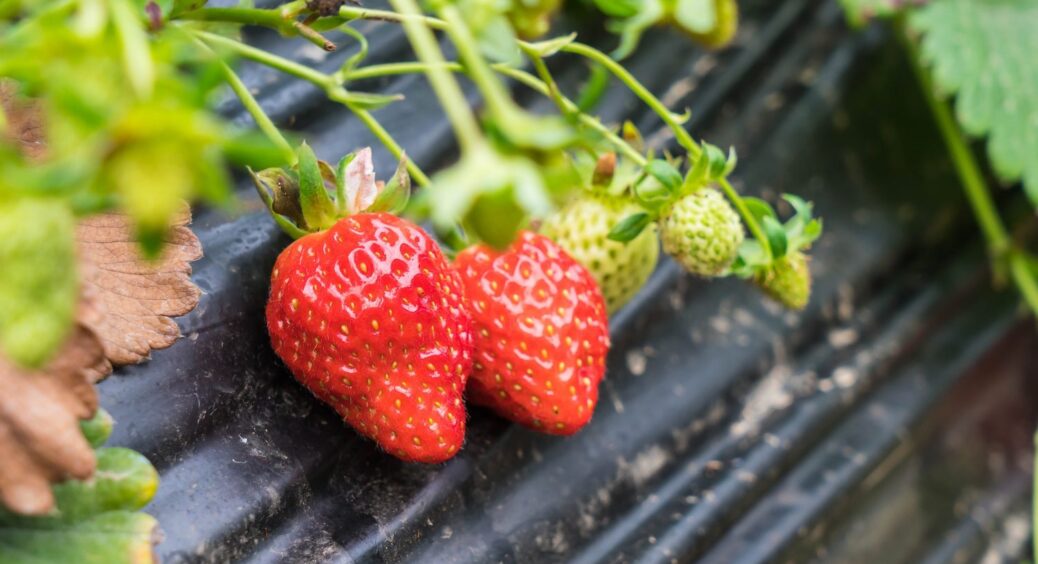 Це добриво №1 для полуниці: лити на грядки — на наступний рік усі кущі будуть в ягодах 