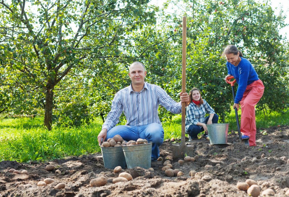 Коли викопувати картоплю восени 