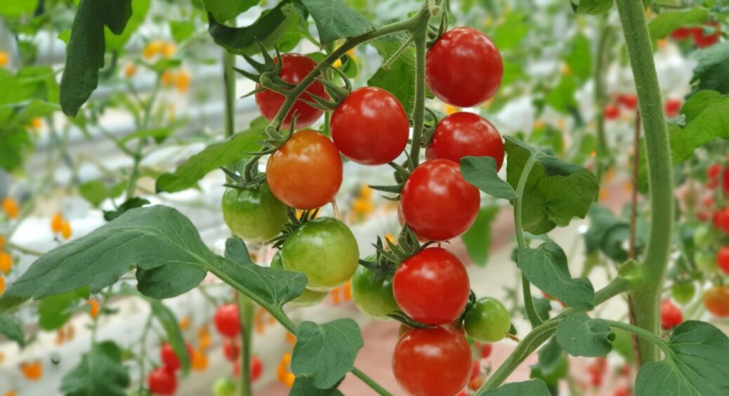 2 добрива пізньою осінню, і в 2026-му що огірки, що помідори вродять дуже добре: ось що це 