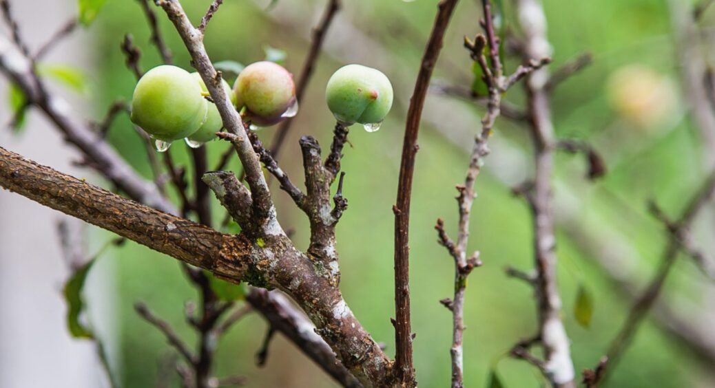 Чому яблуня не скидає листя восени? Дачник з Харкова розповів, що робити в такій ситуації 