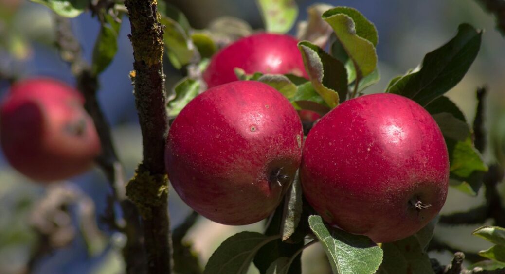 До 15 листопада яблуні – обов’язково. 2 ключових правила догляду: сусіди не стримають заздрощів 