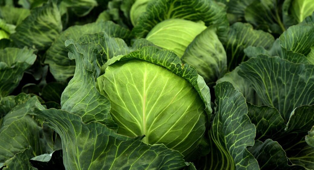 Не боїться морозу й шкідників: 1 сорт капусти, який витіснив всі старі види – лідер Львівщини 