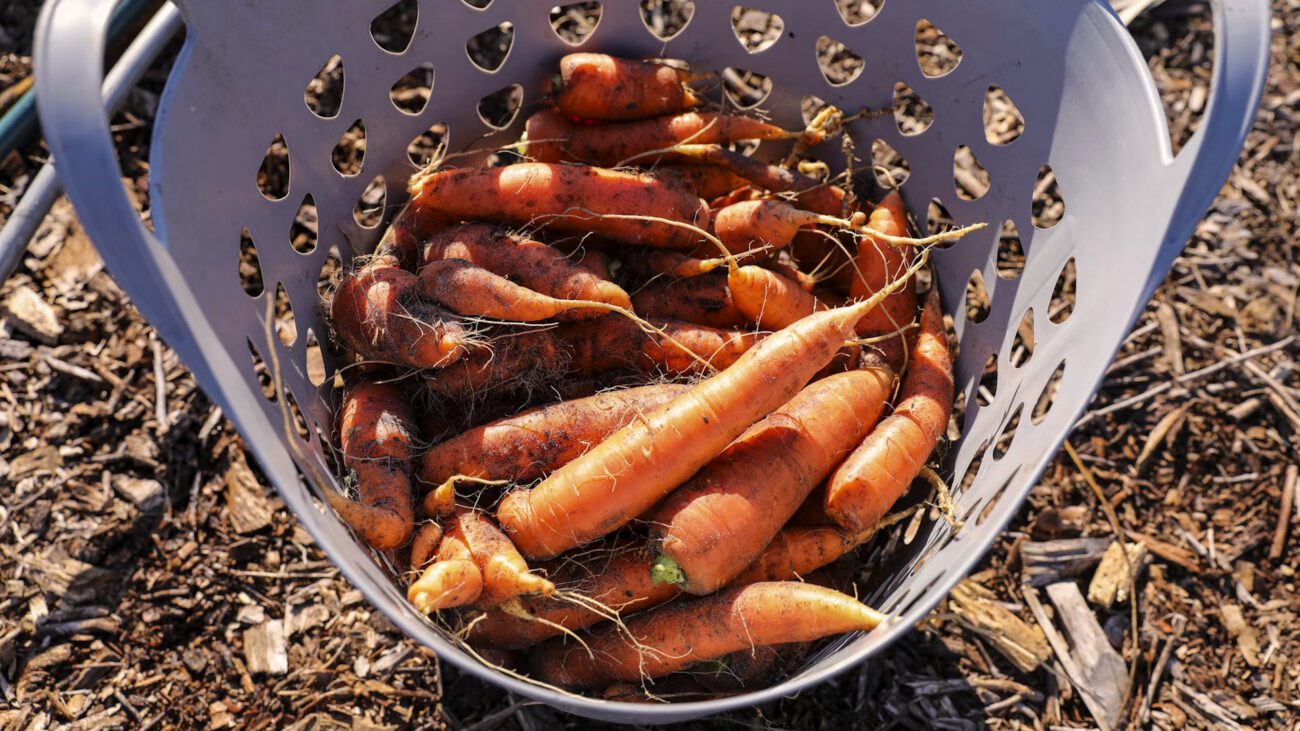 Фермери розповіли про спосіб зберігання коренеплодів без мішків і ящиків
