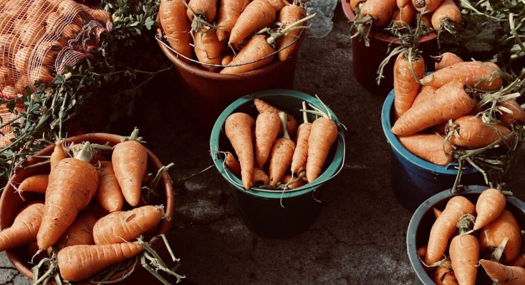 Морква виростає з кулак навіть на бідній землі: 3 прийоми, які працюють без добрив 