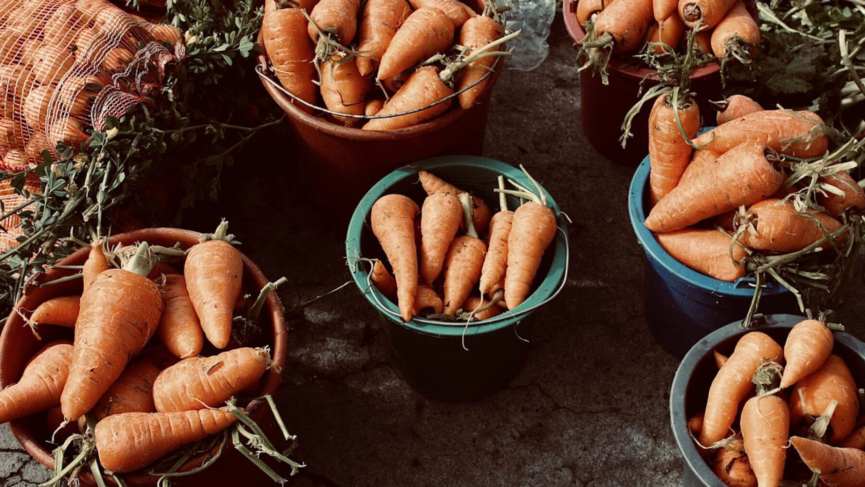 Городники розсекретили особливості посіву моркви під зиму
