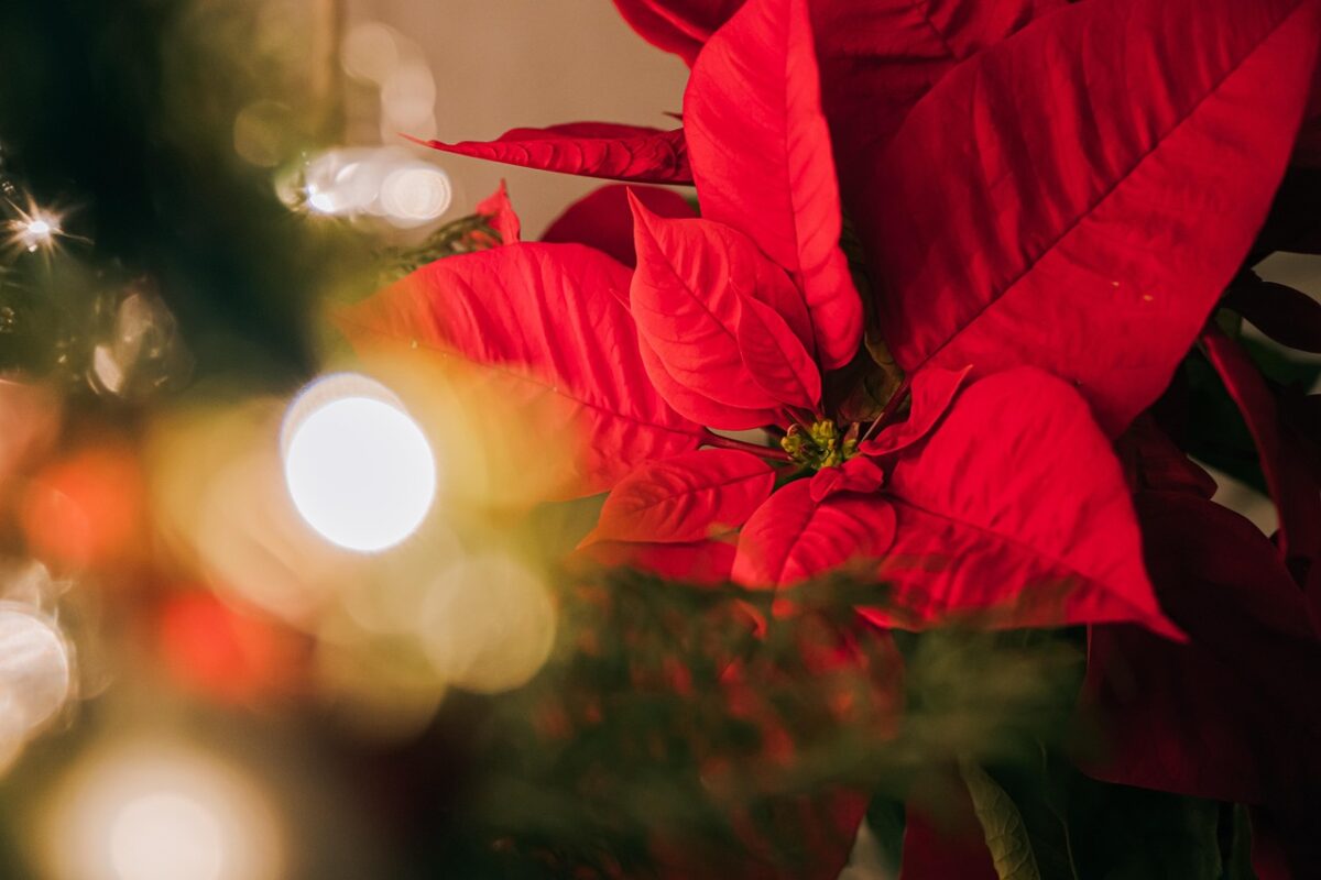 Садівники розповіли, яка квітка стала символом зимових свят в Україні 