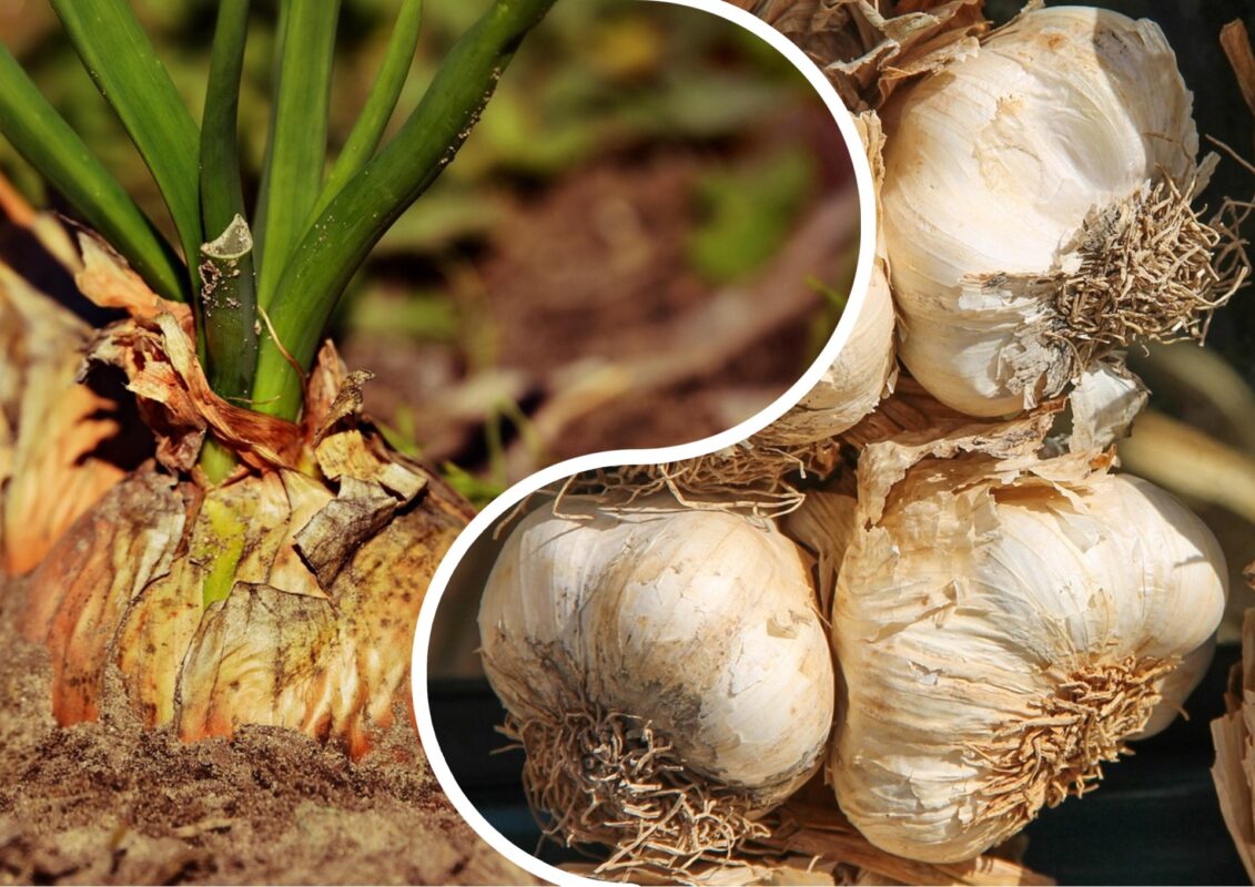 Садівники розповіли, які овочі слід висаджувати за 30 днів до початку холодів