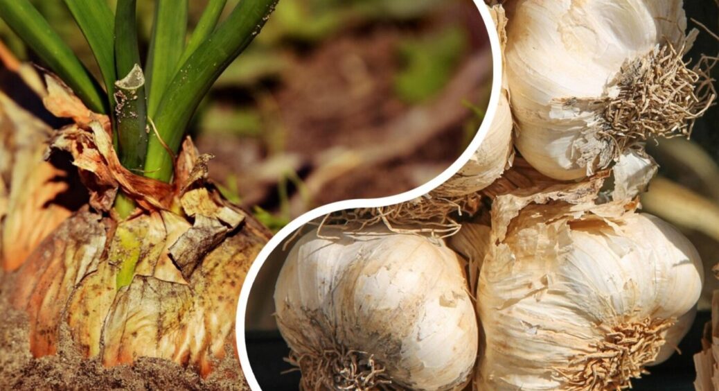 За 30-35 днів до настання холодів висадіть на городі ці 2 овоча: серед них сорт цибулі “Радар” 