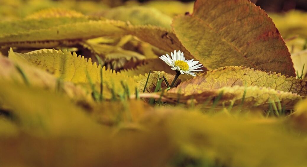 Вливаю 3 ложки в опале листя – отримую супер-підгодівлю: про перегній забув, і вам раджу 